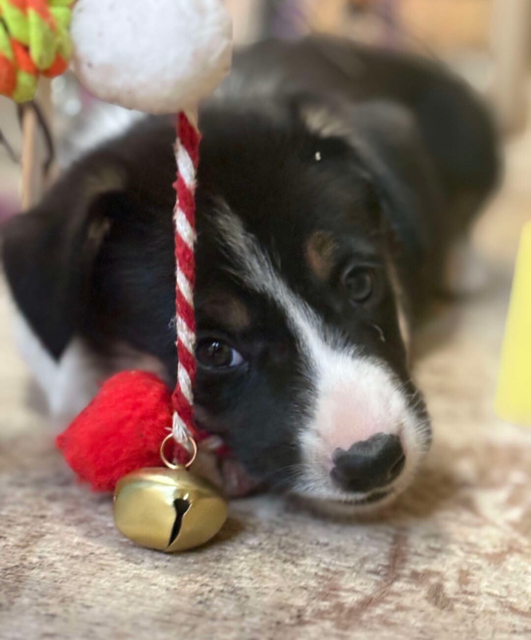Chiot border collie