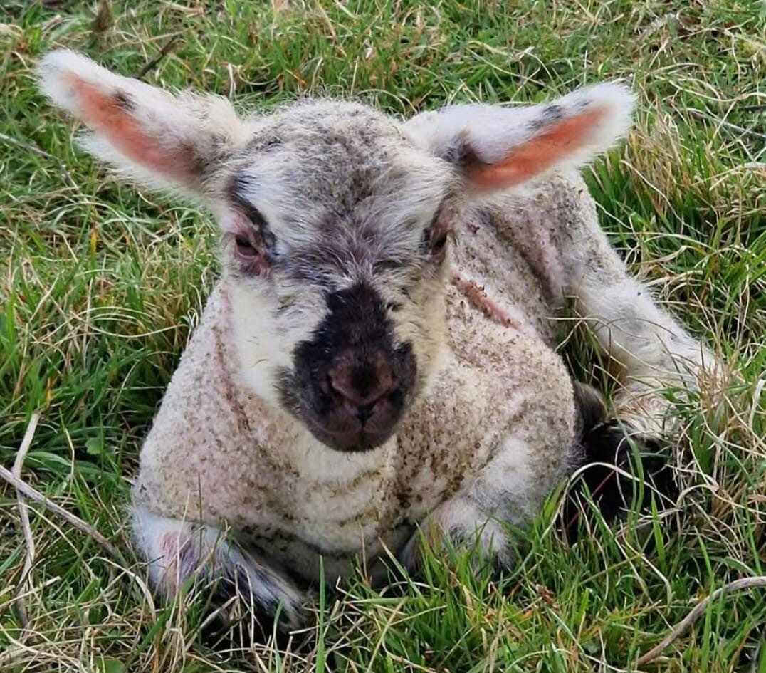 Agneau